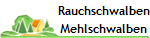 Rauchschwalben
Mehlschwalben